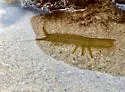 Eelgrass Isopod - photo 4