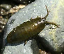 Rockweed Isopod