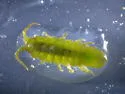Rockweed Isopod - photo 2
