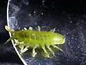 Rockweed Isopod - photo 3