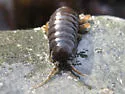 Rockweed Isopod - photo 4