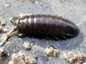 Rockweed Isopod - photo 5