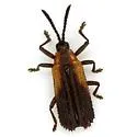 Pentispa distincta