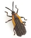 Pentispa distincta - photo 2