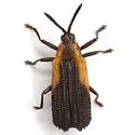 Pentispa distincta - photo 4