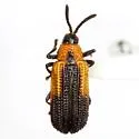 Pentispa melanura