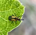 Pentispa melanura - photo 4