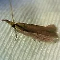 Peoria bipartitella - Hodges#6043