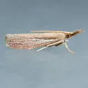 Peoria bipartitella - Hodges#6043 - photo 2