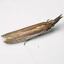 Peoria bipartitella - Hodges#6043 - photo 4