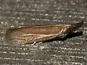 Peoria bipartitella - Hodges#6043 - photo 5