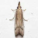 Peoria insularis - Hodges#6056.1