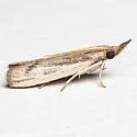 Peoria insularis - Hodges#6056.1 - photo 2