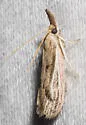 Peoria insularis - Hodges#6056.1 - photo 3