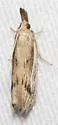 Peoria insularis - Hodges#6056.1 - photo 4