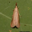 Peoria johnstoni - Hodges#6050