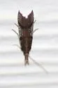Long-palps Peoria - Hodges#6042