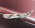 Long-palps Peoria - Hodges#6042 - photo 2