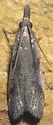 Long-palps Peoria - Hodges#6042 - photo 3