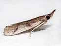 Long-palps Peoria - Hodges#6042 - photo 4