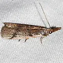 Long-palps Peoria - Hodges#6042 - photo 5