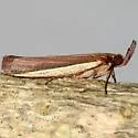 Peoria luteicostella - Hodges#6054