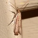 Peoria roseotinctella - Hodges#6049