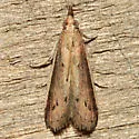Peoria roseotinctella - Hodges#6049 - photo 2