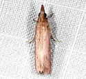 Peoria roseotinctella - Hodges#6049 - photo 3