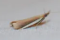 Peoria roseotinctella - Hodges#6049 - photo 4
