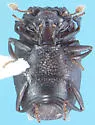 Peploglyptus belfragei - photo 2