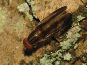 Peplomyza litura