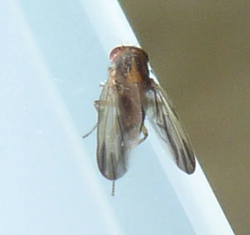 Peplomyza litura - photo 2