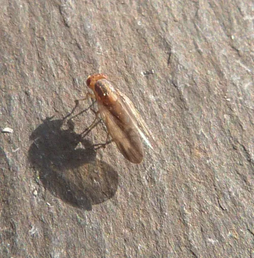 Peplomyza litura - photo 3