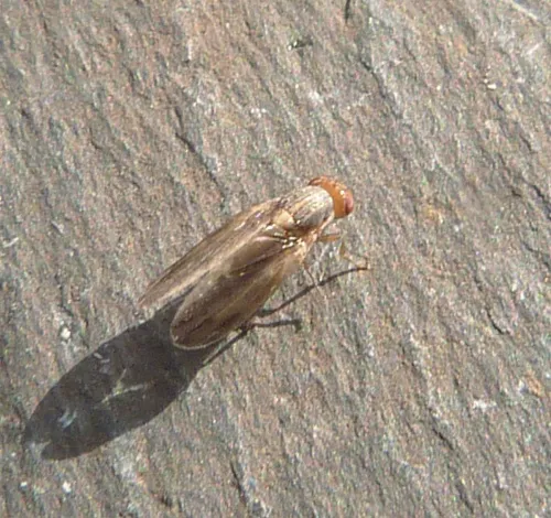 Peplomyza litura - photo 4