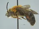 Peponapis crassidentata - photo 2