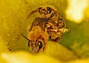 Pruinose Squash Bee