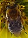 Pruinose Squash Bee - photo 2