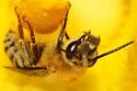 Pruinose Squash Bee - photo 3