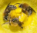 Pruinose Squash Bee - photo 4