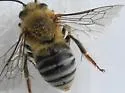 Pruinose Squash Bee - photo 5