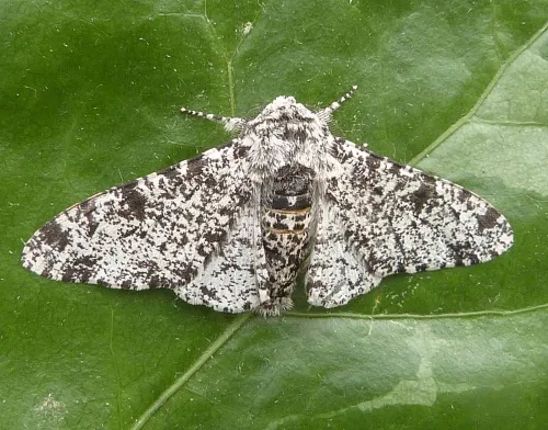 Peppered Moth