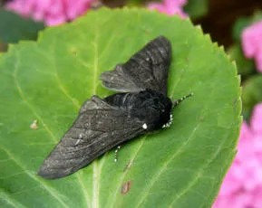 Peppered Moth - photo 2