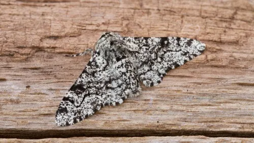 Peppered Moth - photo 3