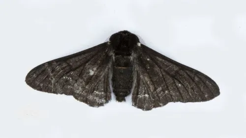 Peppered Moth - photo 4