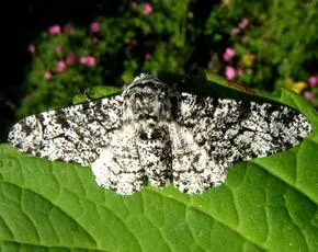 Peppered Moth - photo 6