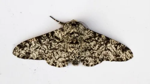 Peppered Moth - photo 7