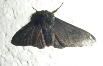 Peppered Moth - photo 8