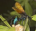 Pepsis basifusca