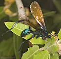 Pepsis basifusca - photo 2
